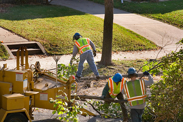 Best Tree Disease Treatment  in Black Forest, CO